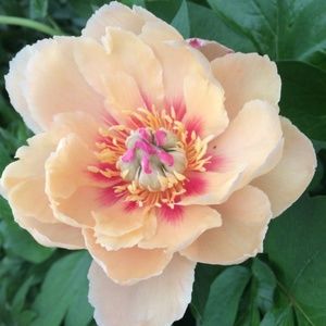 Meet your Posher, Linda